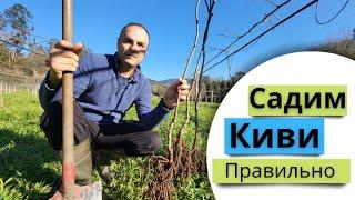 Как правильно посадить киви