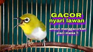 Burung Pleci Gacor Ngalas Nembak Nyari Lawan