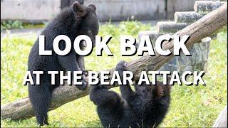 Lookback at the bear attack / 熊の動画を振り返って