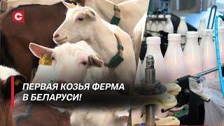 Уникальный продукт с белорусской фермы! | Козье молоко полезнее коровьего?