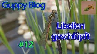 Guppy Blog Folge #12 | Libellen geschlüpft | Guppys vom Aquarium bis Gartenteich 2017