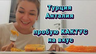 Какие кактусы на вкус?