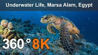 Подводная жизнь, Марса Алам, Египет. 360 видео в 8К