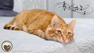 Music for Cats - Harp Music for Relaxation and Anxiety Relief