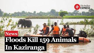 Assam Floods: 159 Animals Die In Kaziranga, Including 9 rhinos