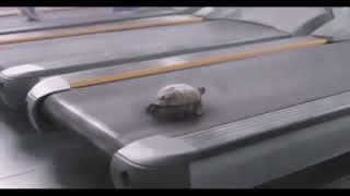 Fast turtle