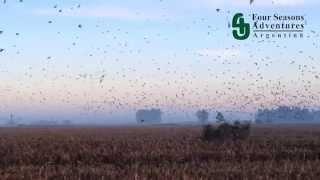 Argentina Dove Hunting