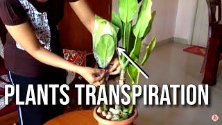 Demonstrate Transpiration in Plants Science Experiment