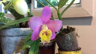 Sophrolaeliocattleya Crystelle Smith ‘NR’ blooming