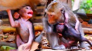 Relaxing Tiny baby monkey Moments Trying To Get Full Milk