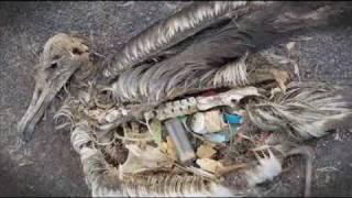 Pacific Ocean garbage dump | Hungry Beast
