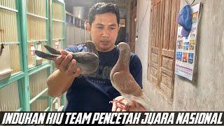 INDUKAN MERPATI BALAP KIU TEAM