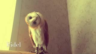 Сова Фидель - невероятный поворот головы! Fidel Owl - an incredible turn heads!