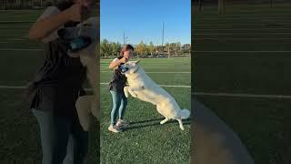 Obedience training with my White Swiss Shepherd #dogsport #dogtraining #dogobediencetraining