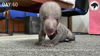 Sun Bear Rehabilitation | Baby Sun Bear Luna’s Growth Progress | BSBCC