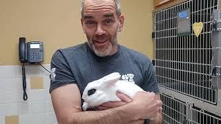 2-13-2023 Pasadena Humane Society - Rabbit Adoption-1