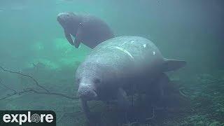 Underwater Manatee Cam At Homosassa Springs | Fall in love with the beloved sea cows! | explore.org