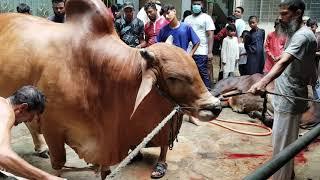 BIGGEST DESHAL GROUNDING BY EXPERIENCED BUTCHER l KHAN CATTLE l QURBANI 2021l PURAN DHAKA