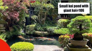 Small koi pond with giant koi fish(Miyajima, Hiroshima, Japan)