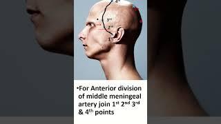 Pterion and Middle Meningeal Artery: Vital Surface Anatomy #shorts #anatomy