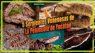 Cinco Serpientes Venenosas de la Península de Yucatán