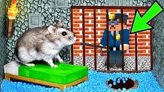 ESCAPE MINECRAFT Hamster Maze with Traps [OBSTACLE COURSE]