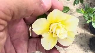 Alguns tipos de ROSAS DO DESERTO AMARELAS 