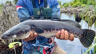 The Giant Snakehead Fishing - Part 2