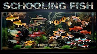 Top Ten Best Schooling Fish for your Aquarium! Which Fish Are Right for You?