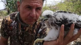 EL NIDO DE UN HALCÓN PEREGRINO/ Neblí | Serpiente salvaje