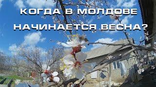 Когда в Молдове начинается весна