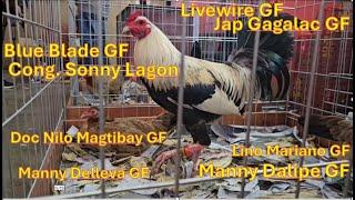 Gamefowl expo price - P35K Blue Blade game farm  Sonny Lagon Joe Goode Grey, sweater kelso, hatch RH