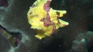 Bituon Beach,Anglerfisch, Lophiiformes,  Frogfish