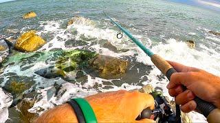 Leerfish is my DREAM FISH! Shore fishing in Italy searching for the BIG ONE