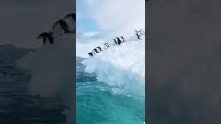 BEST OF FUNNY PENGUINS ‼️#SHORTS #PENGUIN