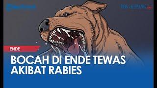 Bocah di Ende Meninggal Dunia Akibat Rabies