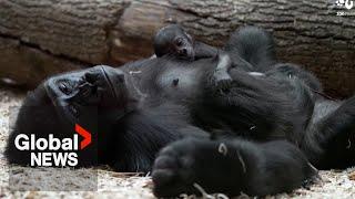 Critically endangered gorilla gives birth at Prague Zoo