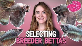 Breeding Halfmoon Betta Fish - How I Select the BEST Bettas to Breed! Basic Traits Overview