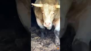 awas sapi monster dan berotot baru keluar dari kandang #viral #trending #shorts #sapi