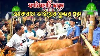 কোরবানির বাজারে আকরাম ভাইয়ের ফাটাফাটি দামে সুন্দর সুন্দর গরু! গাবতলী গরুর হাট 2024