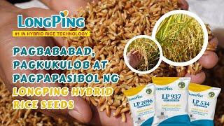 TAMANG PARAAN NG PAGBABABAD, PAGKUKULOB AT PAGPAPASIBOL NG LONGPING HYBRID RICE SEEDS 