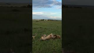 Fox Disturb Sleeping Lion or A Deer? #shorts #fox #deer #lion #wildlife #animal