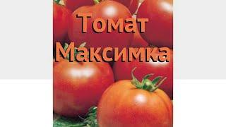 Томат обыкновенный Максимка (maksimka)  томат Максимка обзор: как сажать семена томата Максимка