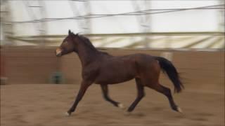 Schickeria TN 2014 mare by Sir Gregory & Freestyle/Rosier