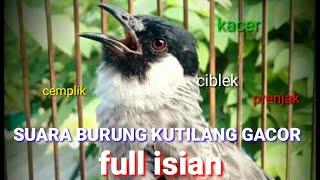 SUARA BURUNG KUTILANG GACOR FULL ISIAN SUARA BAGUS COCOK BUAT MASTERAN KUTILANG BAHAN