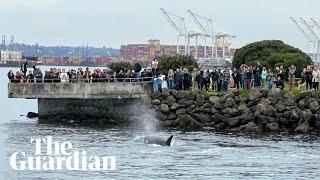 Pod of killer whales amaze Seattle onlookers with rarely seen bird hunt