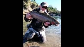 BEAUTIFUL FISH #shorts #flyfishing #trout #newzealand #angler #fishing