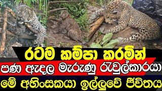 රටම කම්පා කෙරූ කඳුකර කොටියාගේ දුක්බර අවසානය