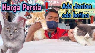 Harga kucing 'Pasar Bersih Cikarang Berbagai Kucing Persia Siap Diadopsi!