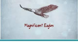 Aspect 11 Module 2 MAGNIFICENT EAGLES